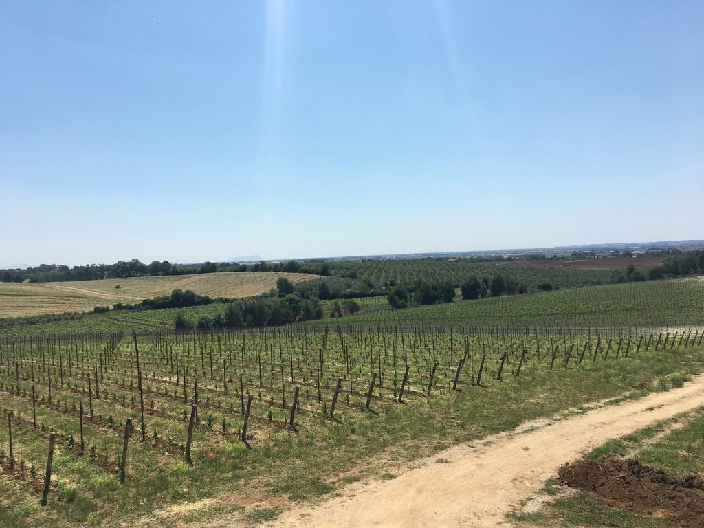 Il Casale Degli Ulivi - Agriturismo - Tenimenti Leone Lanuvio المظهر الخارجي الصورة