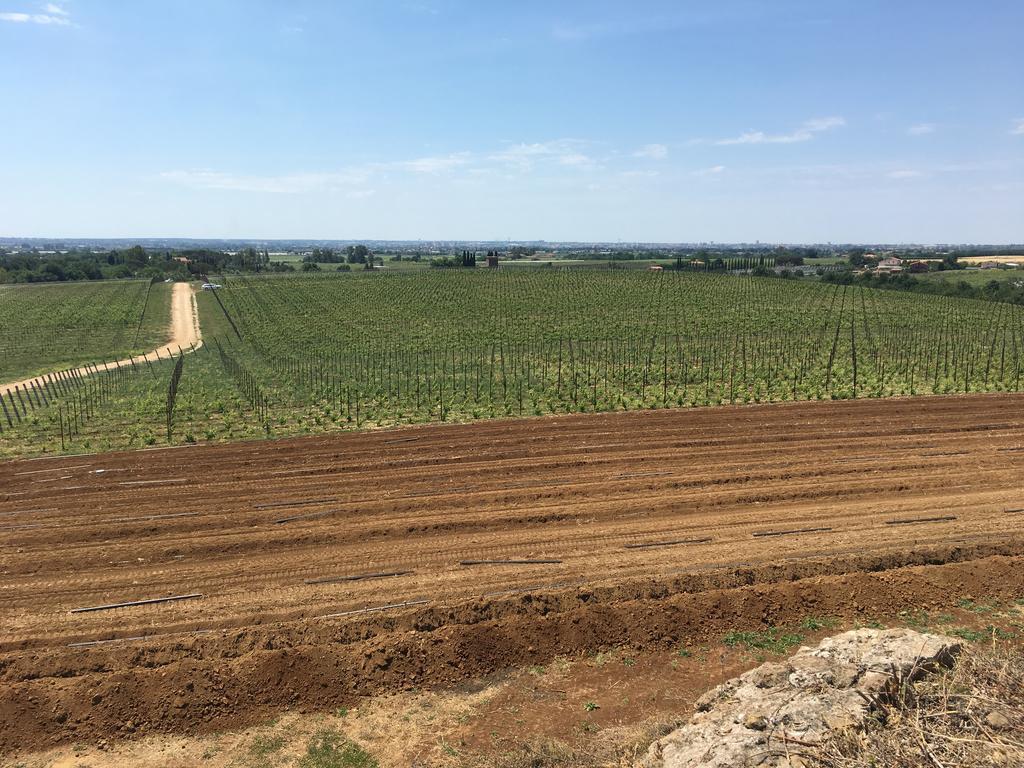 Il Casale Degli Ulivi - Agriturismo - Tenimenti Leone Lanuvio المظهر الخارجي الصورة