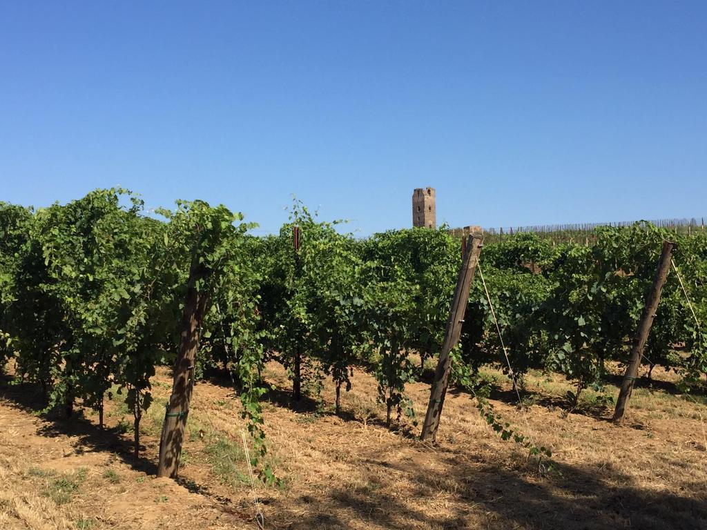 Il Casale Degli Ulivi - Agriturismo - Tenimenti Leone Lanuvio المظهر الخارجي الصورة
