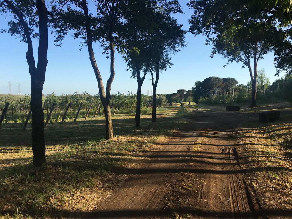 Il Casale Degli Ulivi - Agriturismo - Tenimenti Leone Lanuvio المظهر الخارجي الصورة