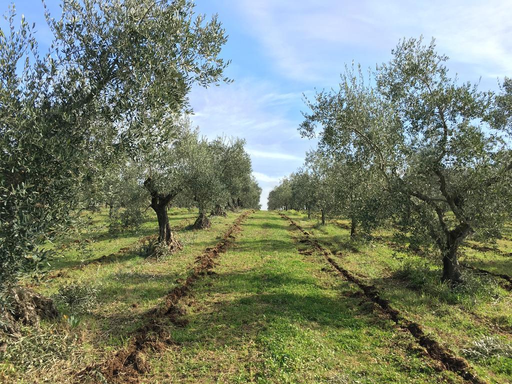 Il Casale Degli Ulivi - Agriturismo - Tenimenti Leone Lanuvio المظهر الخارجي الصورة